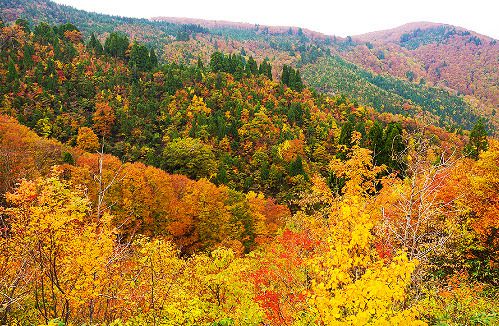 Autumn leaves of Ueyama Highlands