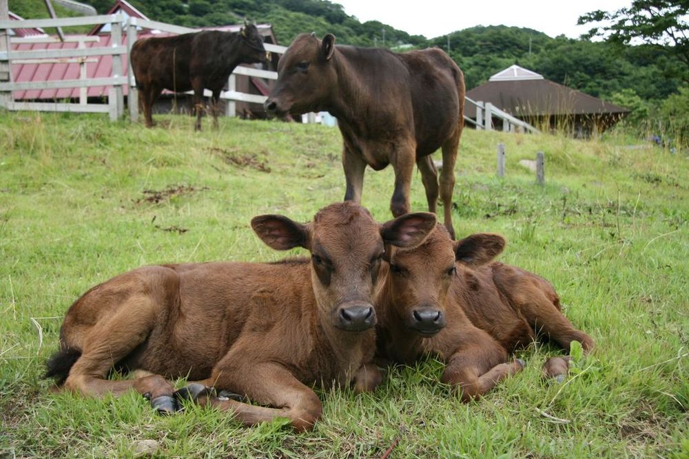 Kobe beef breeding cattle Tajima-ushi